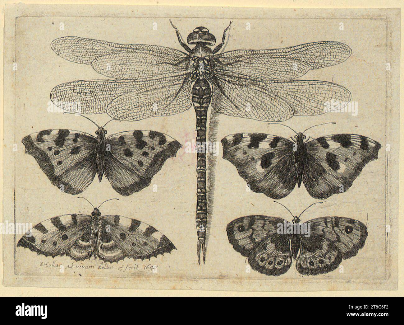Wenzel Hollar (1607 - 1677), Dragonfly and four butterflies, print medium: 1647, etching, sheet size: 8.7 x 12.1 cm, signed and dated lower left 'WHollar ad vivum delin: et fecit 1647 Stock Photo