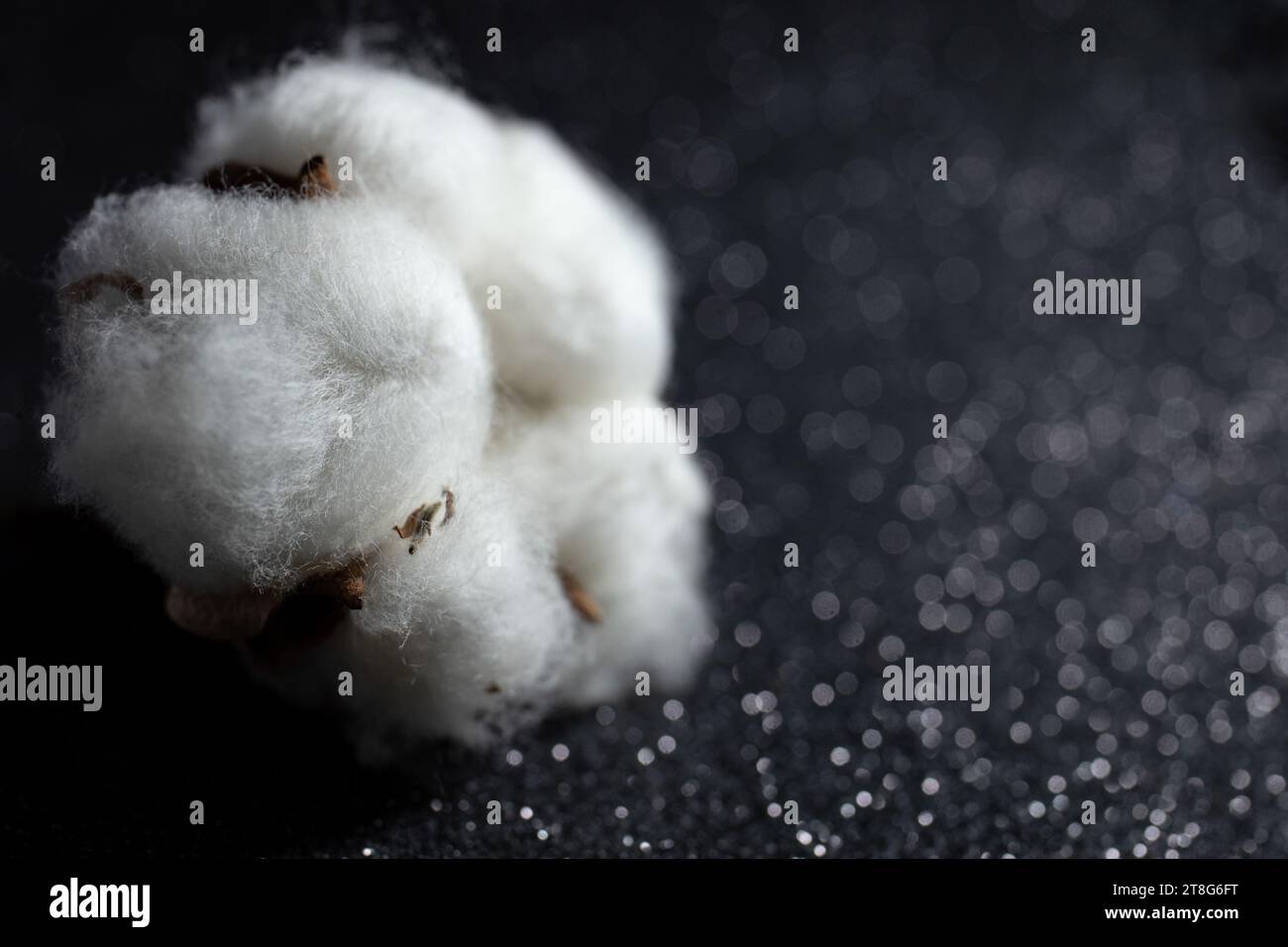 Cotton fiber flower close up on black glitter background, soft focus  macro Stock Photo