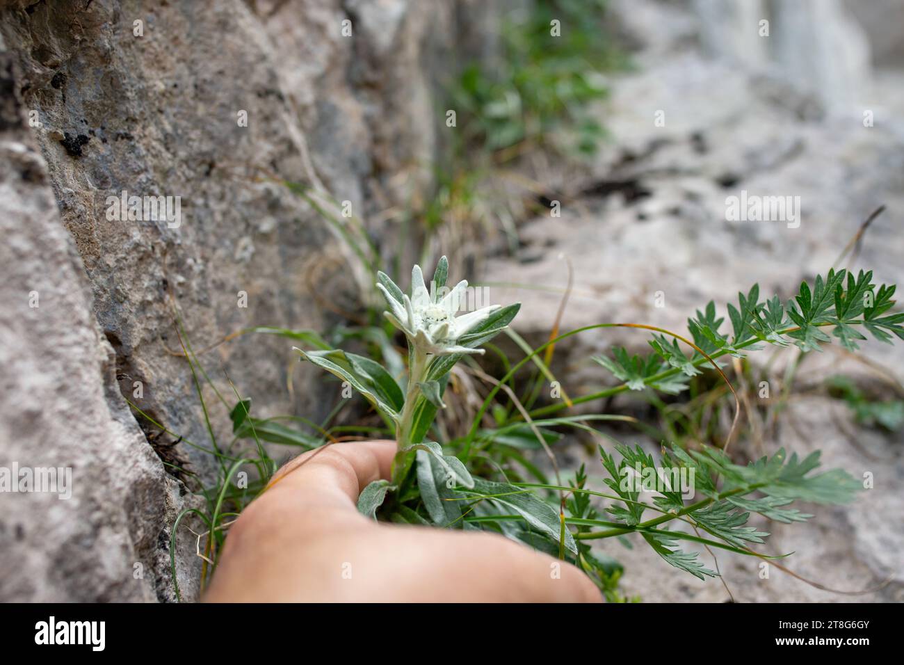 Hand reaching for a very rare edelweiss mountain flower.   (Leontopodium alpinum) growing in natural environment high up in the rocky mountains, soft Stock Photo