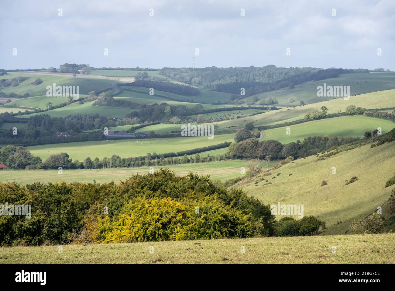 Farmland fields and patchwork woodland fills the Sydling Valley in the rolling hills of England's Dorset Downs. Stock Photo