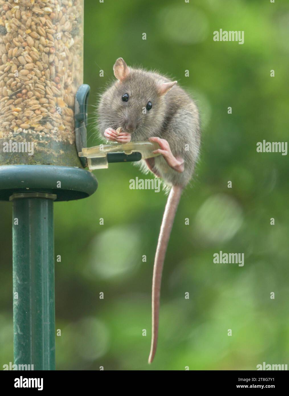 Young Brown Rat (Rattus norvegicus) eating seed from a garden bird