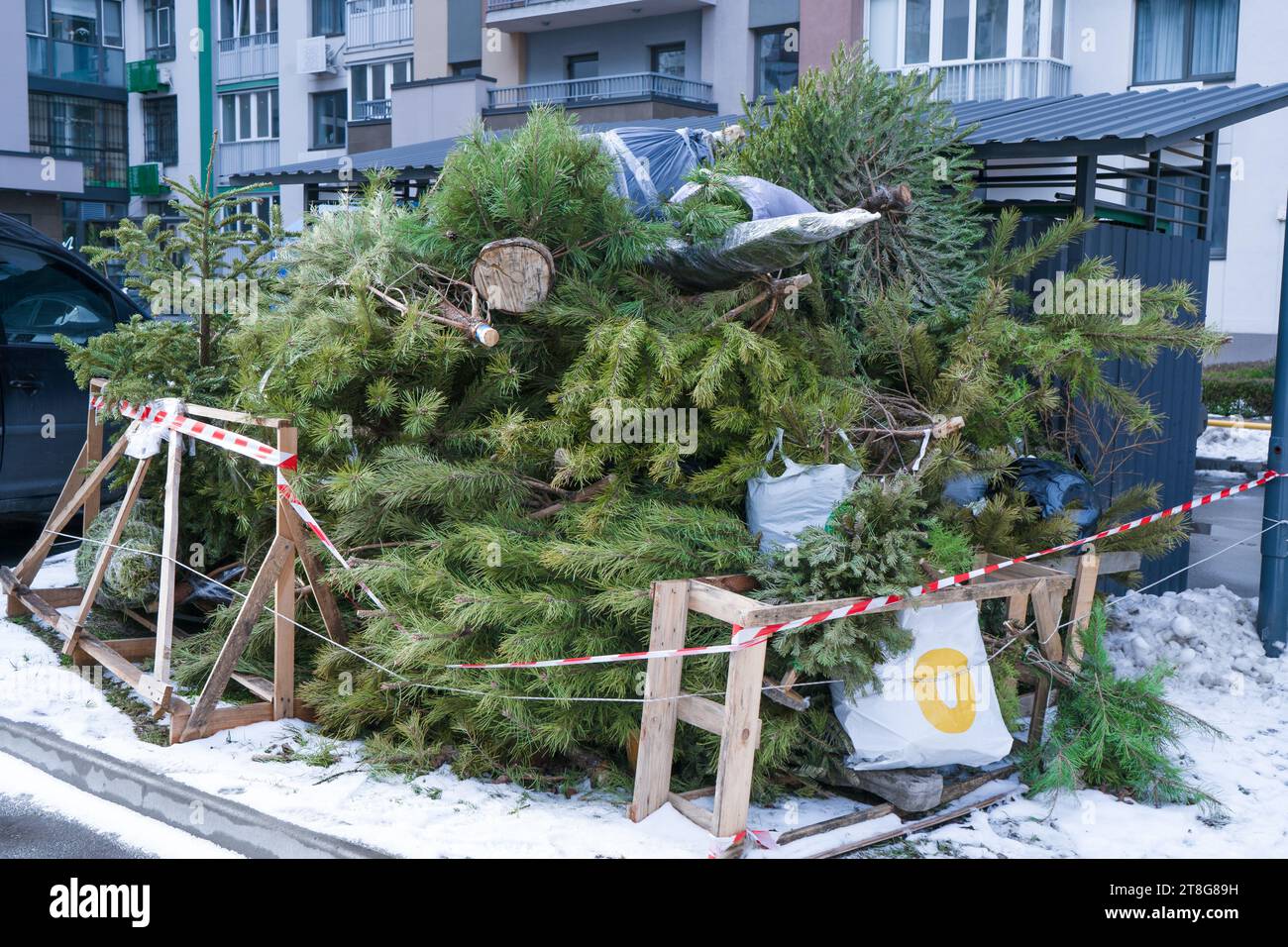 Recycling Christmas trees after the holidays. A Christmas tree thrown