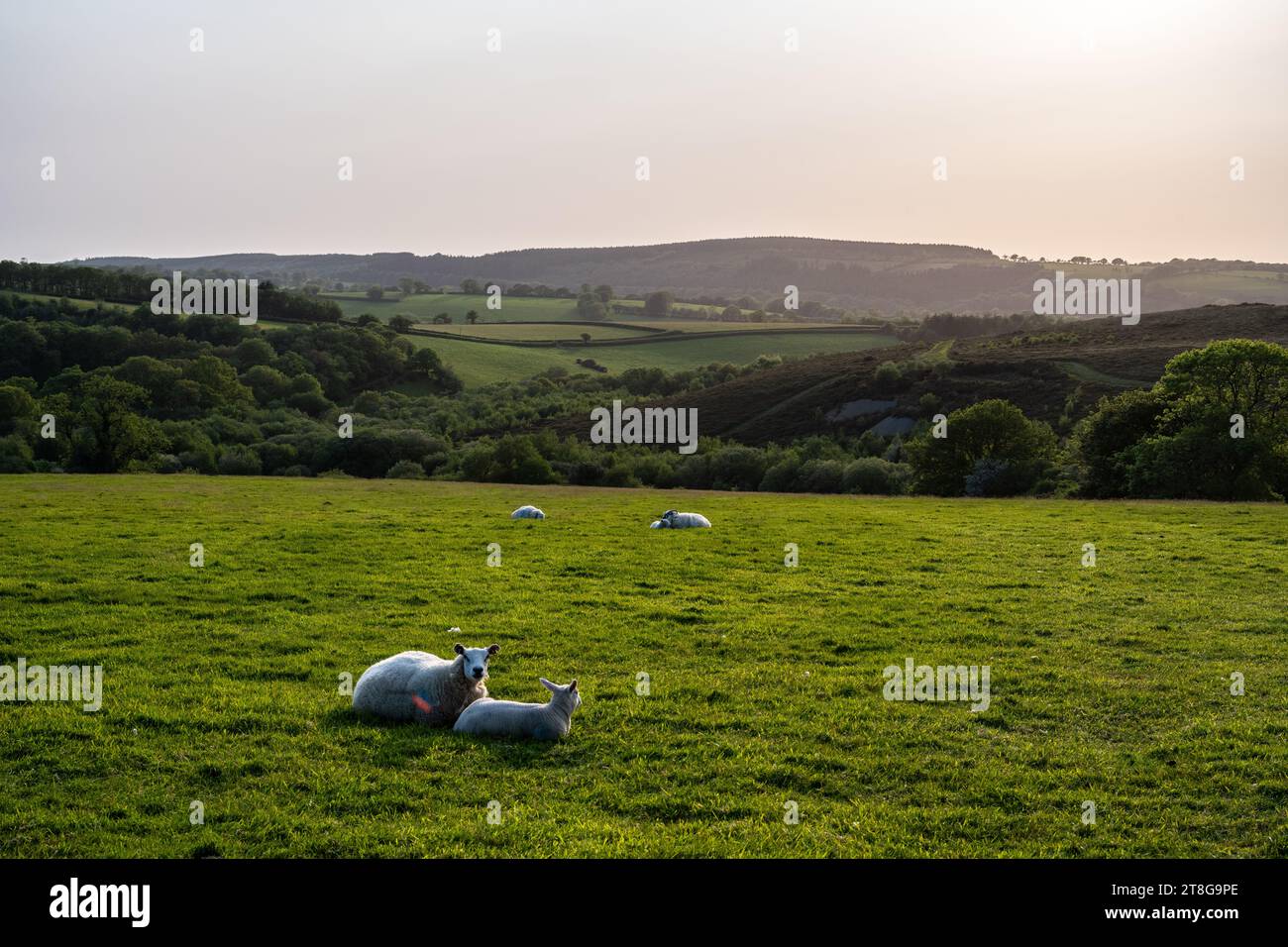 Sheep graze on pasture at Lydford in the foothills of Dartmoor, West Devon. Stock Photo
