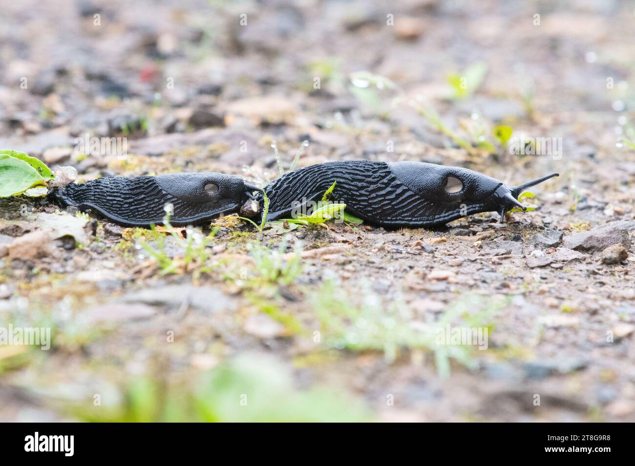 Trail following european black slugs - slug courtship and mating - UK Stock Photo