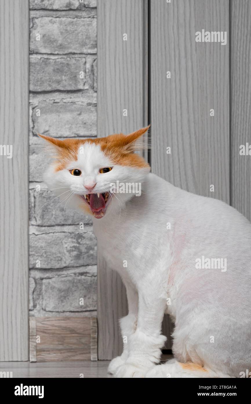 shaved domestic cat with wide open mouth. the cat hisses. cat with open mouth Stock Photo