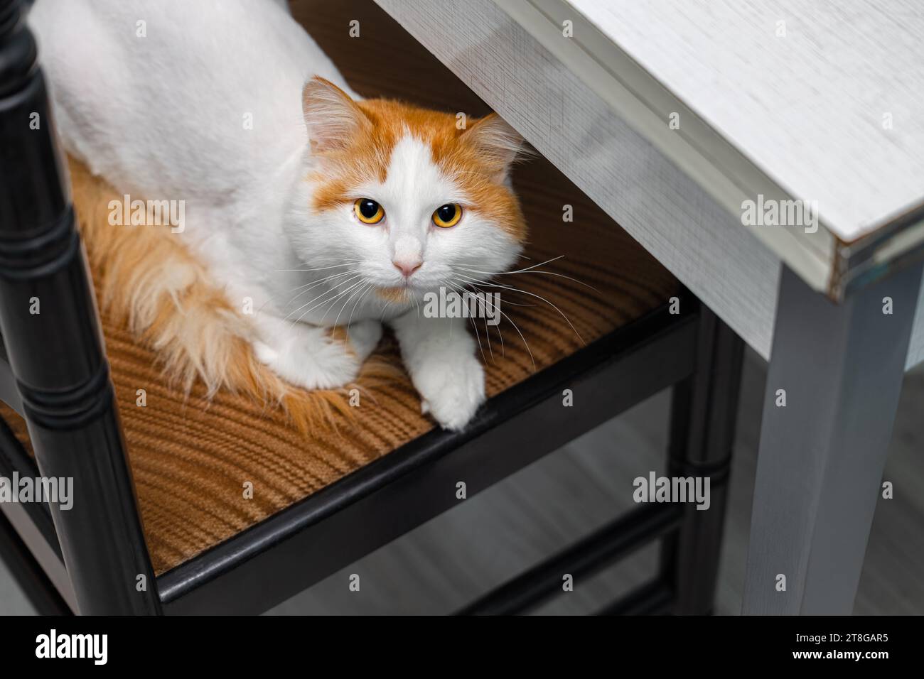 cat sits on a soft chair near the table. the cat hid on a chair. cat at home Stock Photo