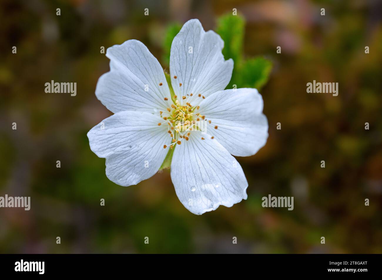 Cloudberry / nordic berry / bakeapple / knotberry (Rubus chamaemorus / Chamaemorus anglica) in flower in summer, native to alpine and arctic tundra Stock Photo