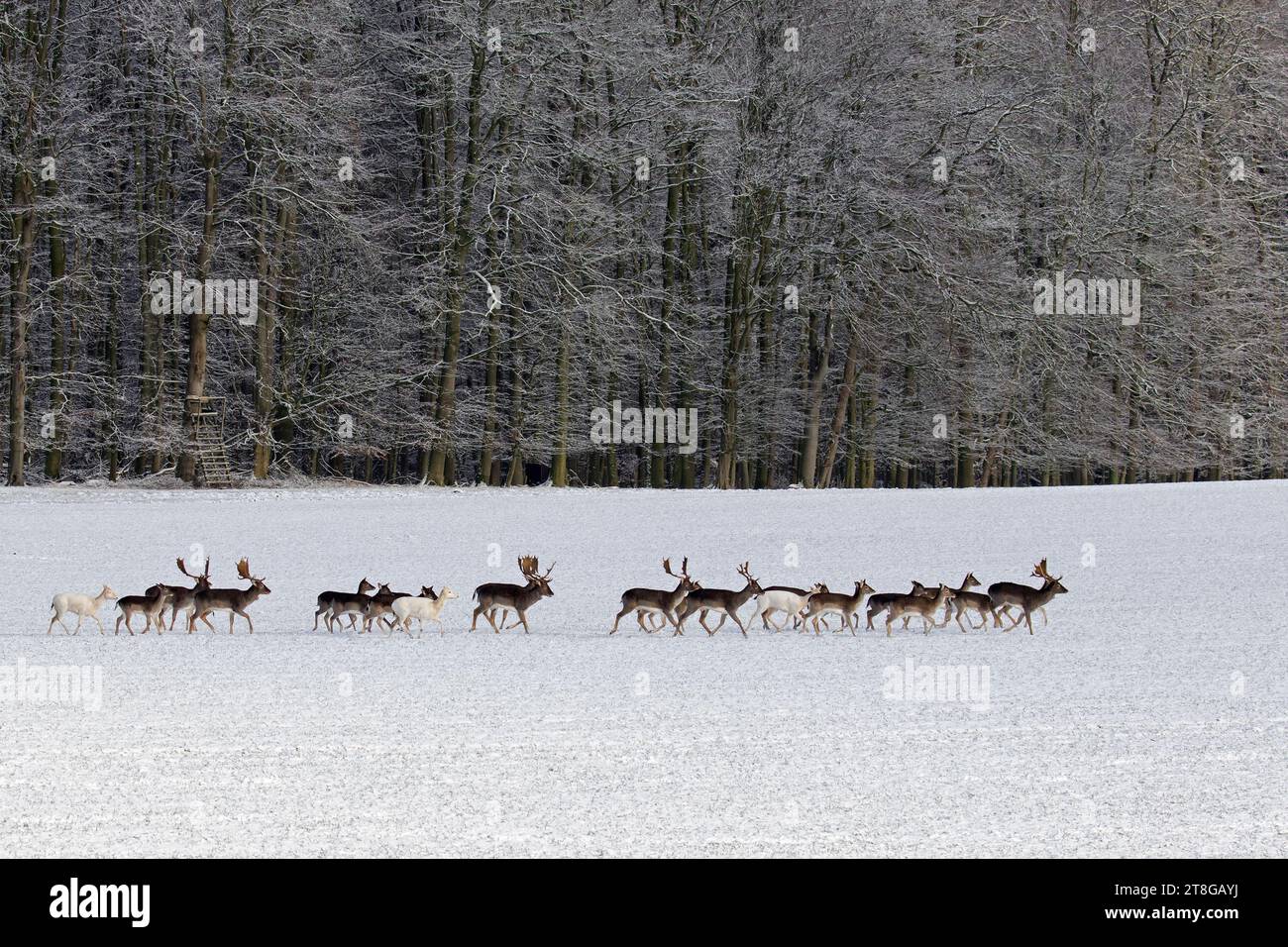 Herd of European fallow deer (Dama dama) walking past raised stand / hunting blind / deerstand in snow covered field at forest edge in winter Stock Photo