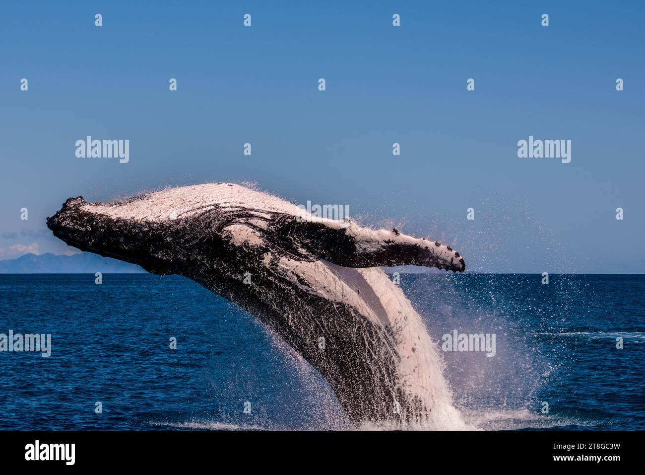 Humpback whale breaching australia hi-res stock photography and images ...