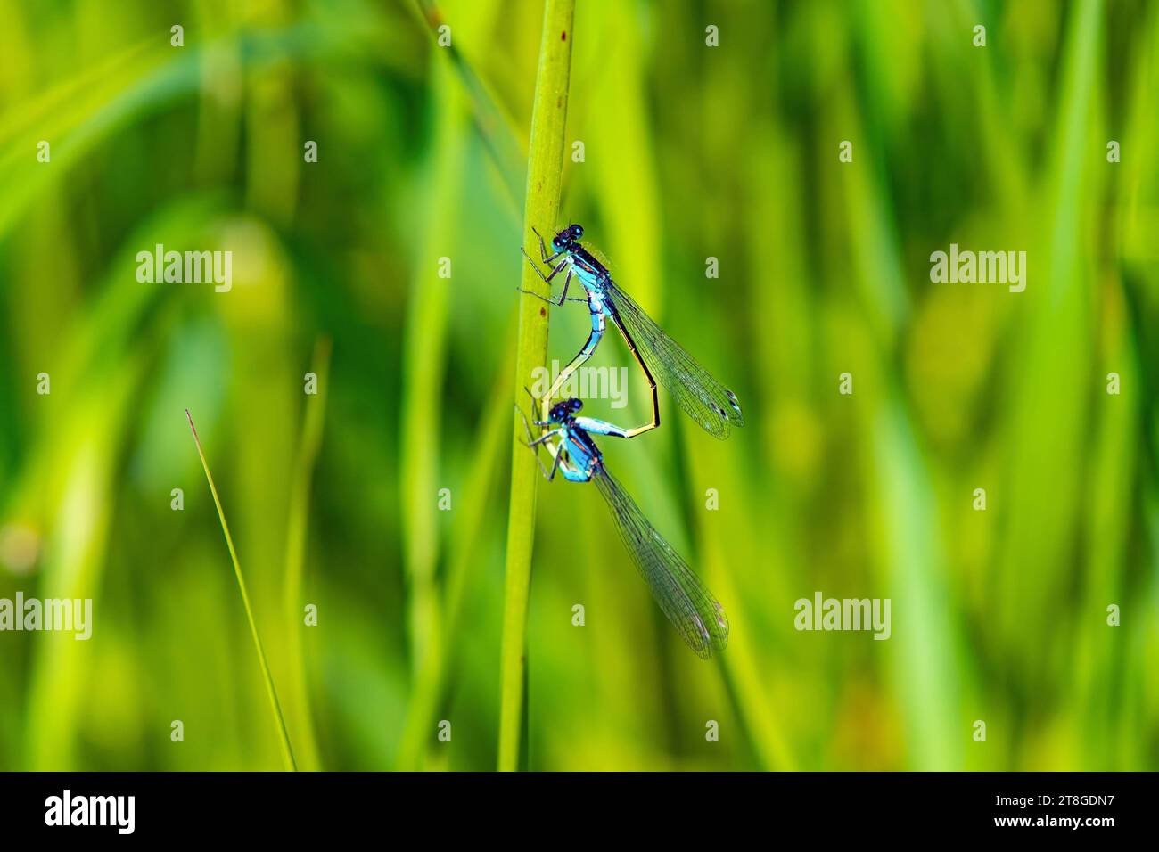 RECORD DATE NOT STATED Blaue Libellen während der Paarung Naturschutzgebiet Siegaue bei Niederkassel. Blaue Libellen während der Paarung. Niederkassel, Nordrhein-Westfalen, Deutschland, 18.05.2023 *** Blue dragonflies during mating Nature reserve Siegaue near Niederkassel Blue dragonflies during mating Niederkassel, North Rhine-Westphalia, Germany, 18 05 2023 Copyright: JOKER/HadyxKhandani JOKER230518531003 Credit: Imago/Alamy Live News Stock Photo