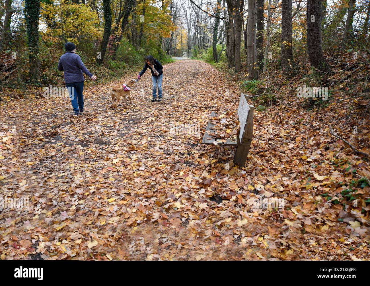 A friendly encounter between a dog and a woman enjoying an autumn ...