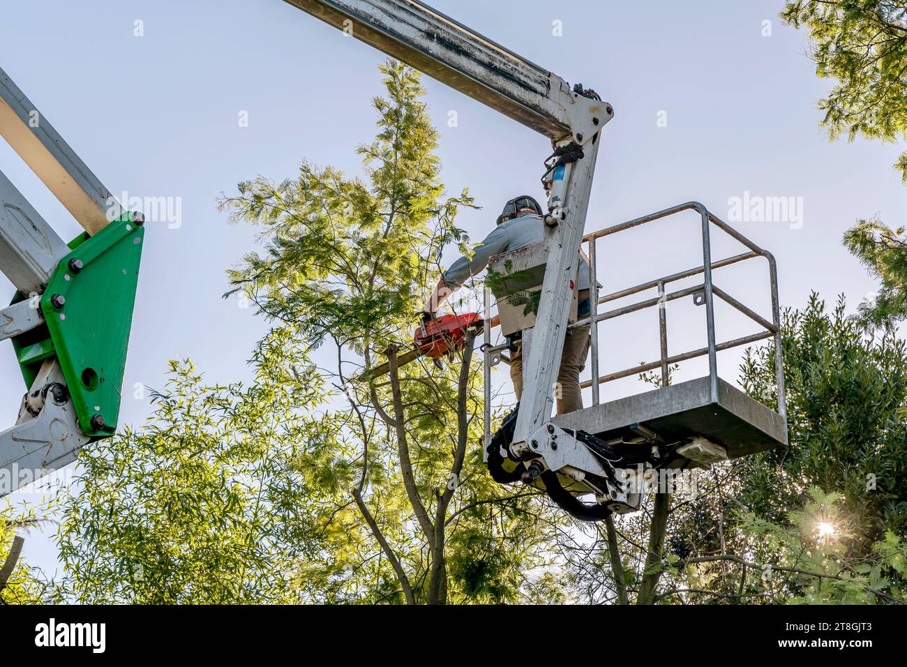 A man prunes a mimosa with a chainsaw by climbing high with an aerial platform Stock Photo