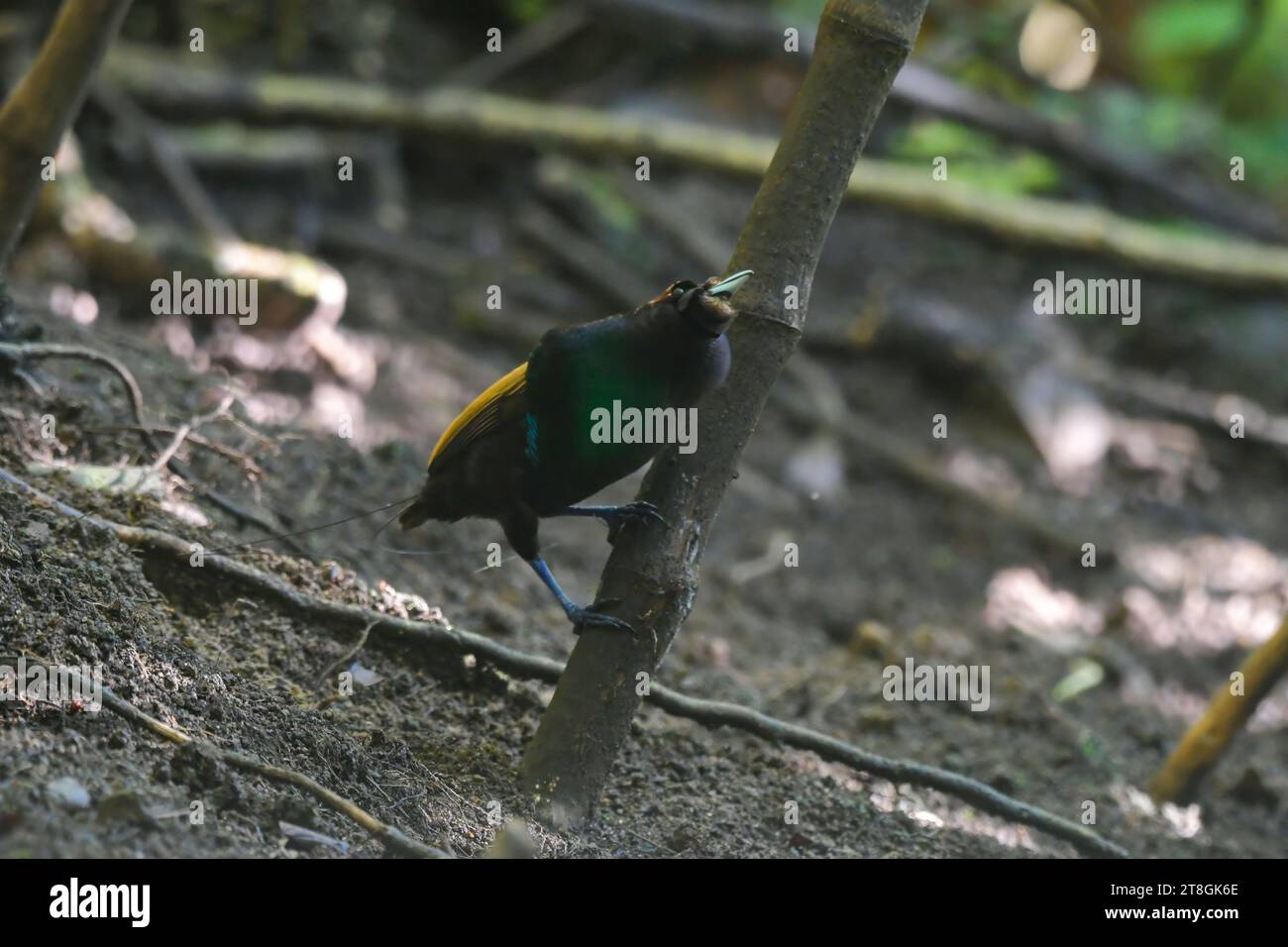 How Scientists Study Magnificent Bird of Paradise Courtship