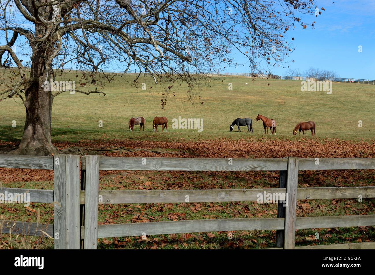 Horses graze in a pasture at a horseboarding facility in Abingdon, Virginia, USA Stock Photo