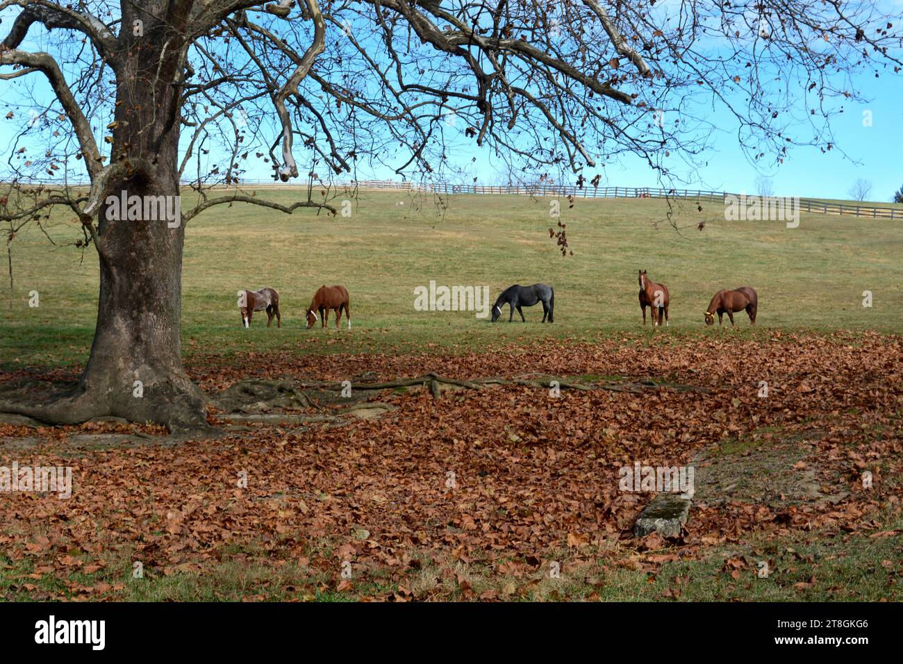 Horses graze in a pasture at a horseboarding facility in Abingdon, Virginia, USA Stock Photo