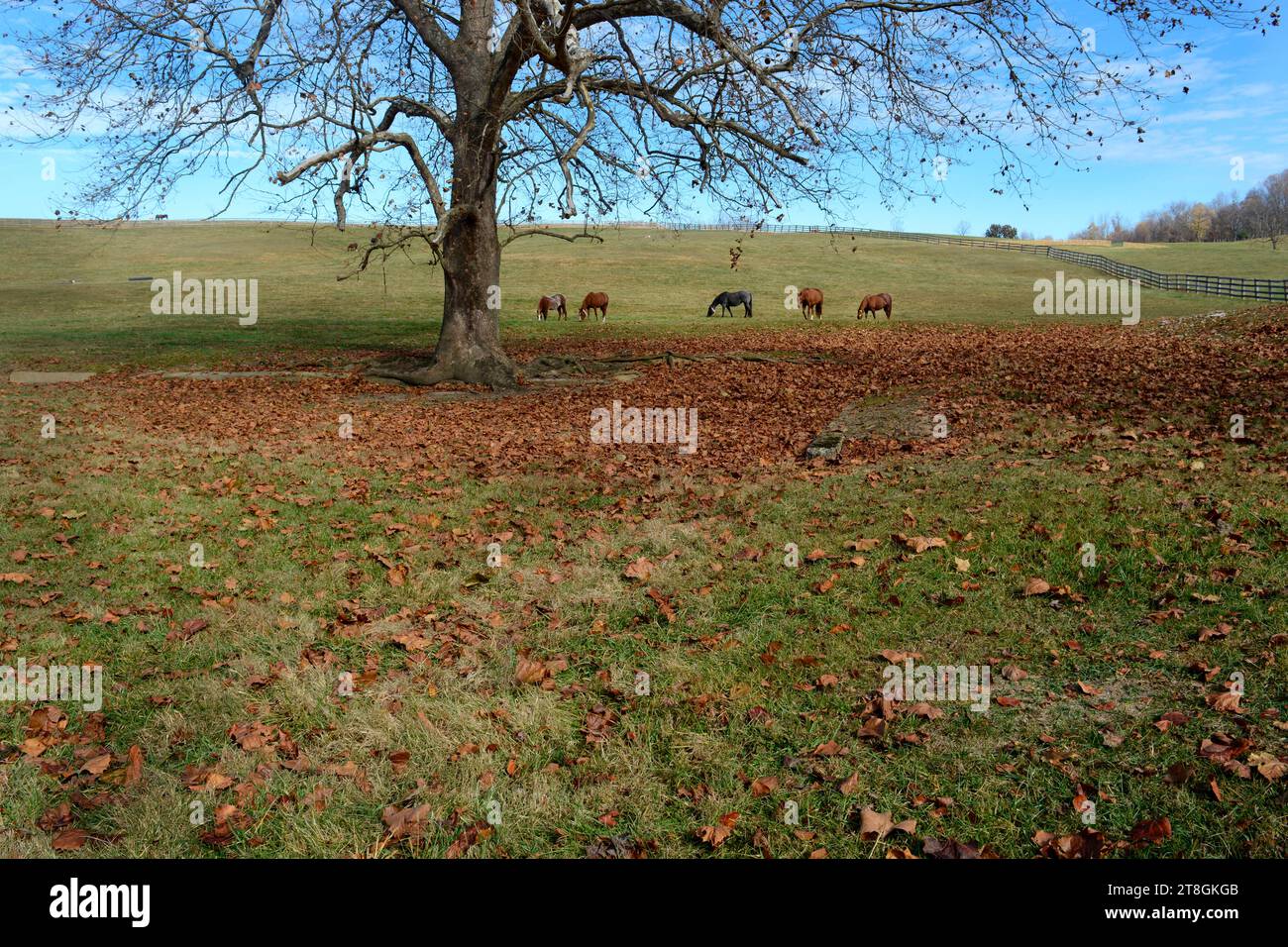 Horses graze in a pasture at a horseboarding facility in Abingdon, Virginia, USA Stock Photo