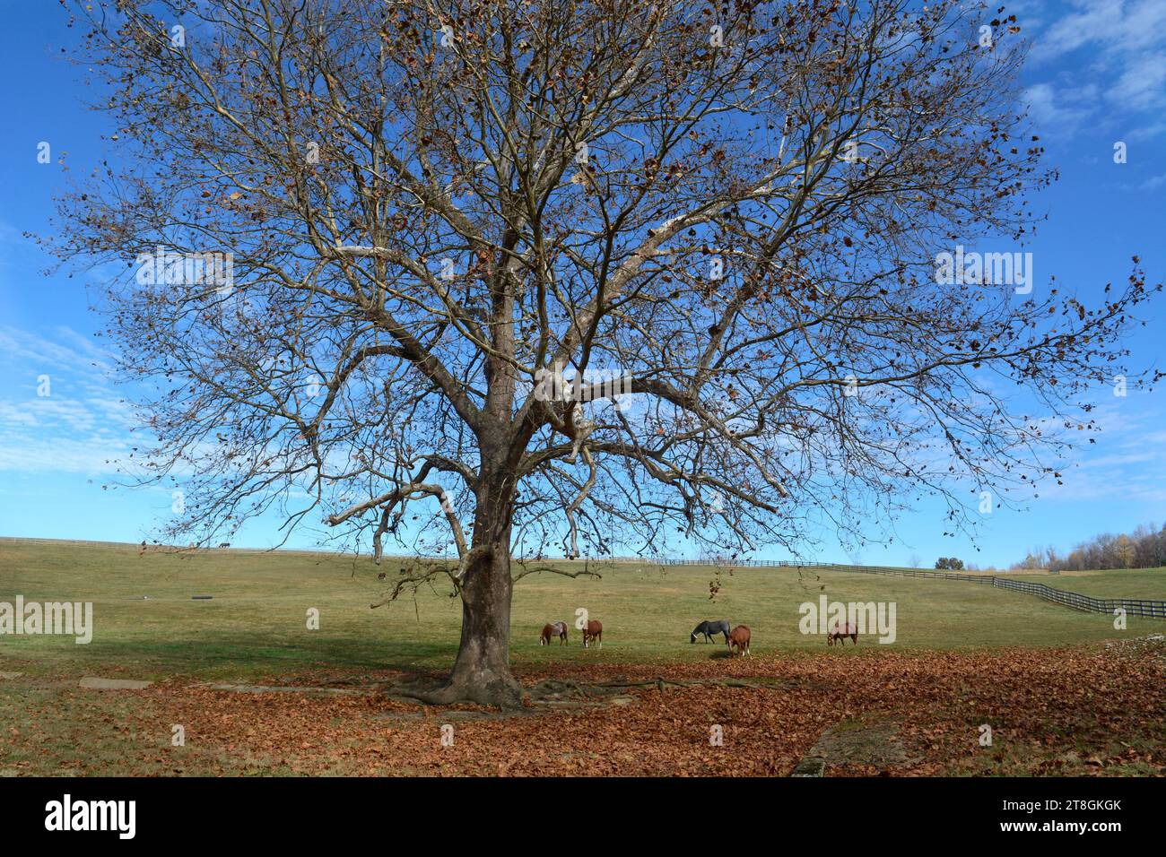 Horses graze in a pasture at a horseboarding facility in Abingdon, Virginia, USA Stock Photo