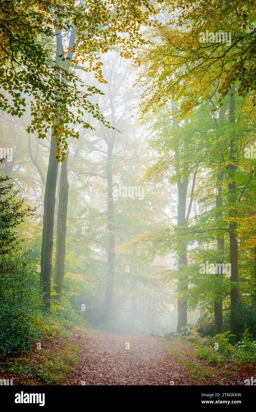 Spooky woodland trail hi-res stock photography and images - Alamy