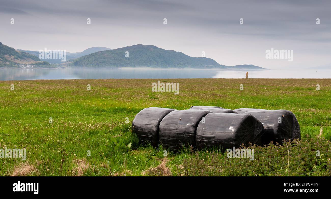 Bagged hay bales lie in grassland at Onich on the shores of Loch Linnhe, with Ardsheal Hill and the mountains of the Highlands of Scotland behind. Stock Photo