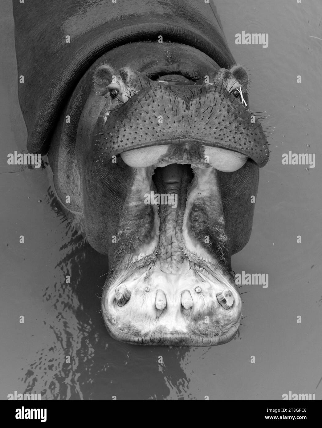A huge hippopotamus in the water opens its mouth with sawed-off fangs. Wild animals in their natural habitat. African wildlife. Amphibian. Hippos - Th Stock Photo
