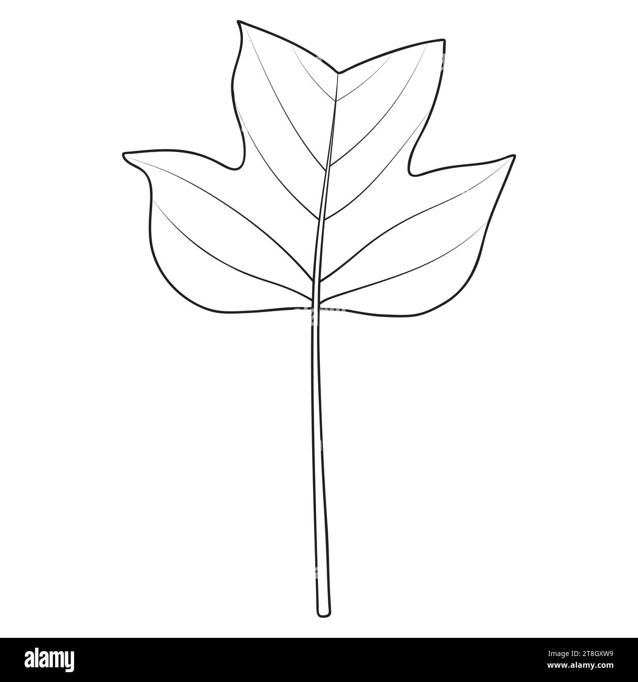 Tulip poplar or tulip tree leaf outline, vector botanical illustration. Large broad Liriodendron tulipifera leaf. Coloring book page. Stock Vector