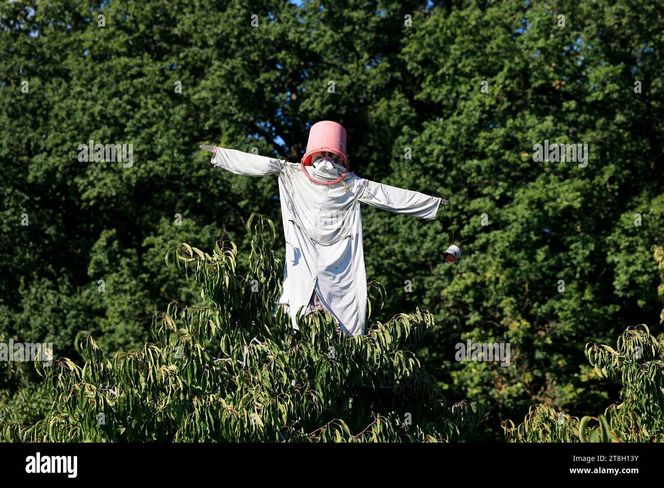 Scarecrow head hi-res stock photography and images - Alamy Scarecrow head hi-res stock photography and images - Alamy