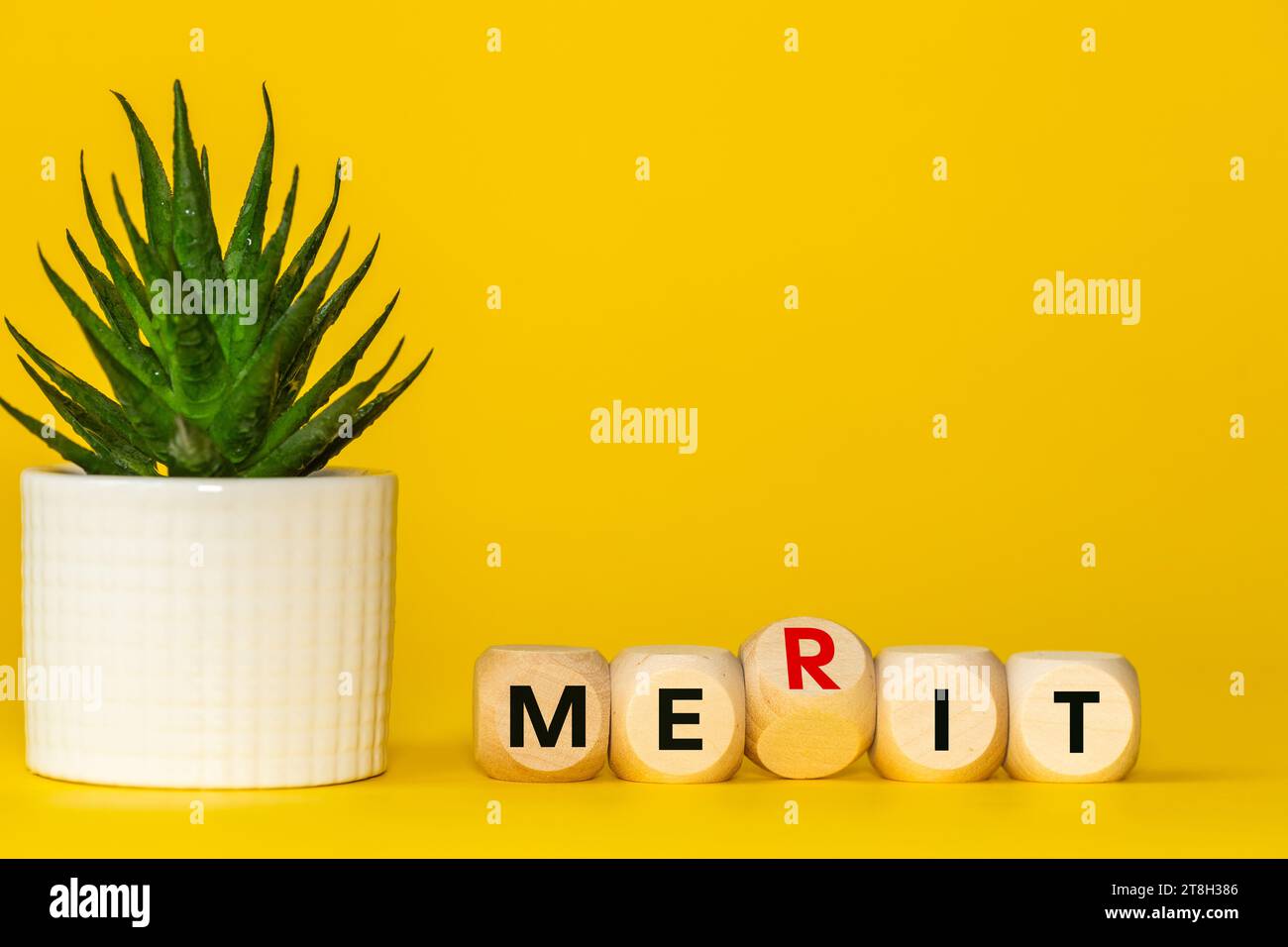 merit symbol . oncept word, merit on wooden cubes. Beautiful yellow background with succulents. Business concept and contributions to the company and Stock Photo