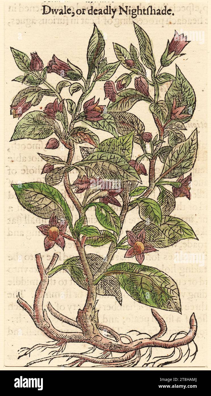 ‘Dwale, or Deadly Nightshade’ John Gerard, Watercoloured Woodblock Print, The Herball or general historie of plants, 1597 Stock Photo