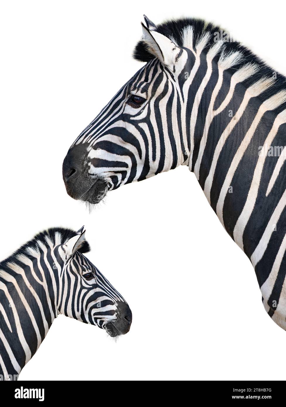 portrait of beautiful zebra isolated on white background Stock Photo ...