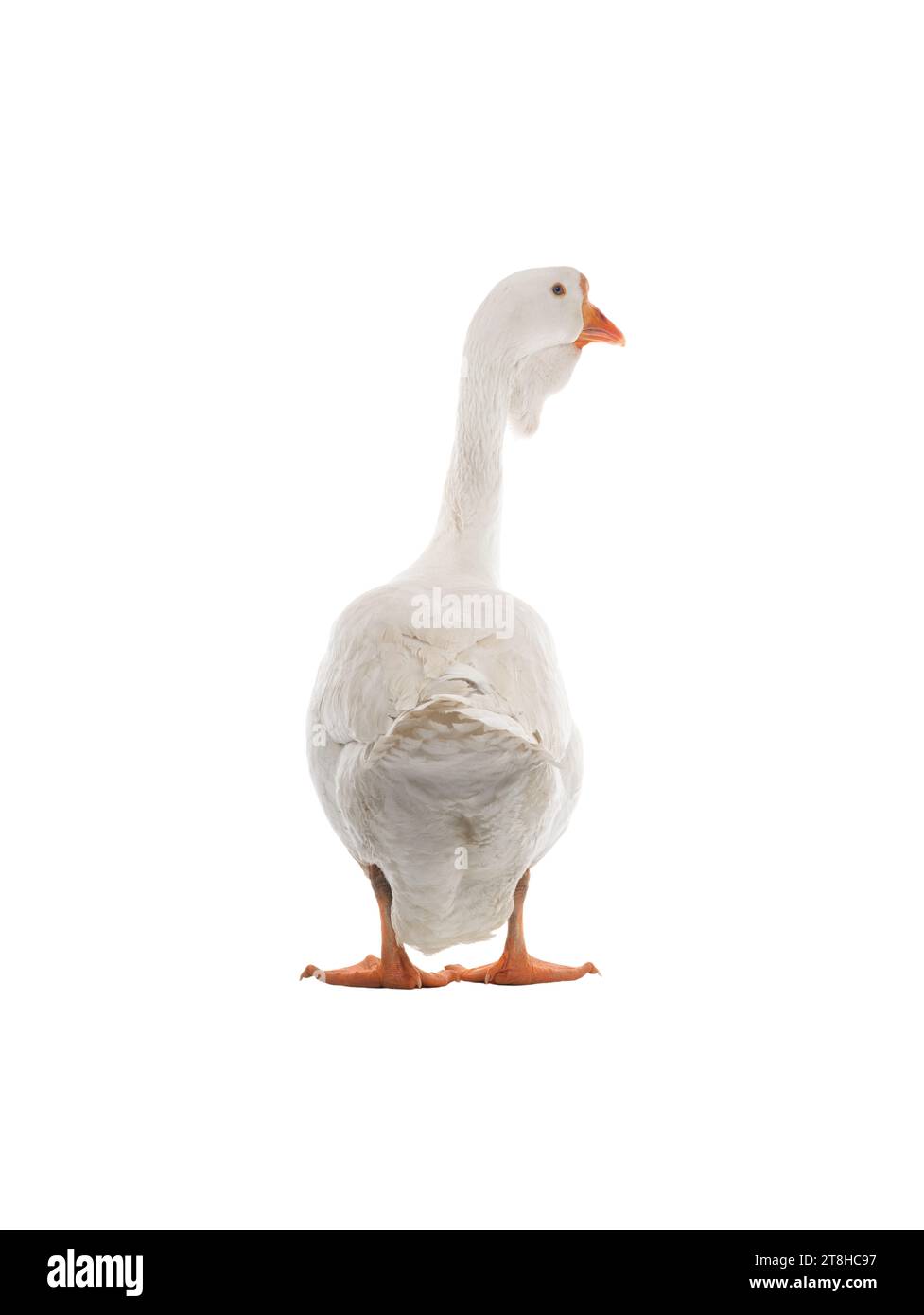 white goose isolated on white background Stock Photo
