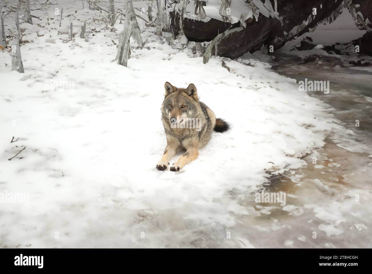 gray wolf lies in the forest near the river Stock Photo - Alamy
