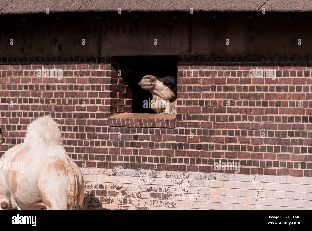 Pretoria national zoo hi-res stock photography and images - Alamy