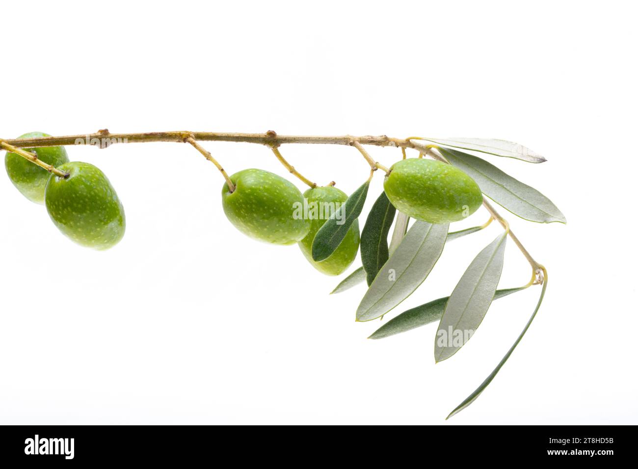 branch with green olives isolated on white background Stock Photo - Alamy