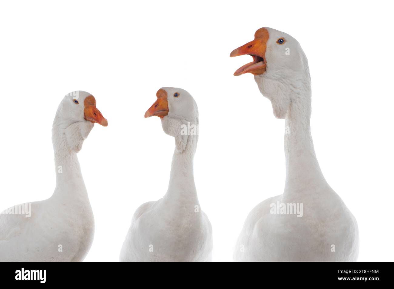 three portrait white goose isolated on a white background Stock Photo