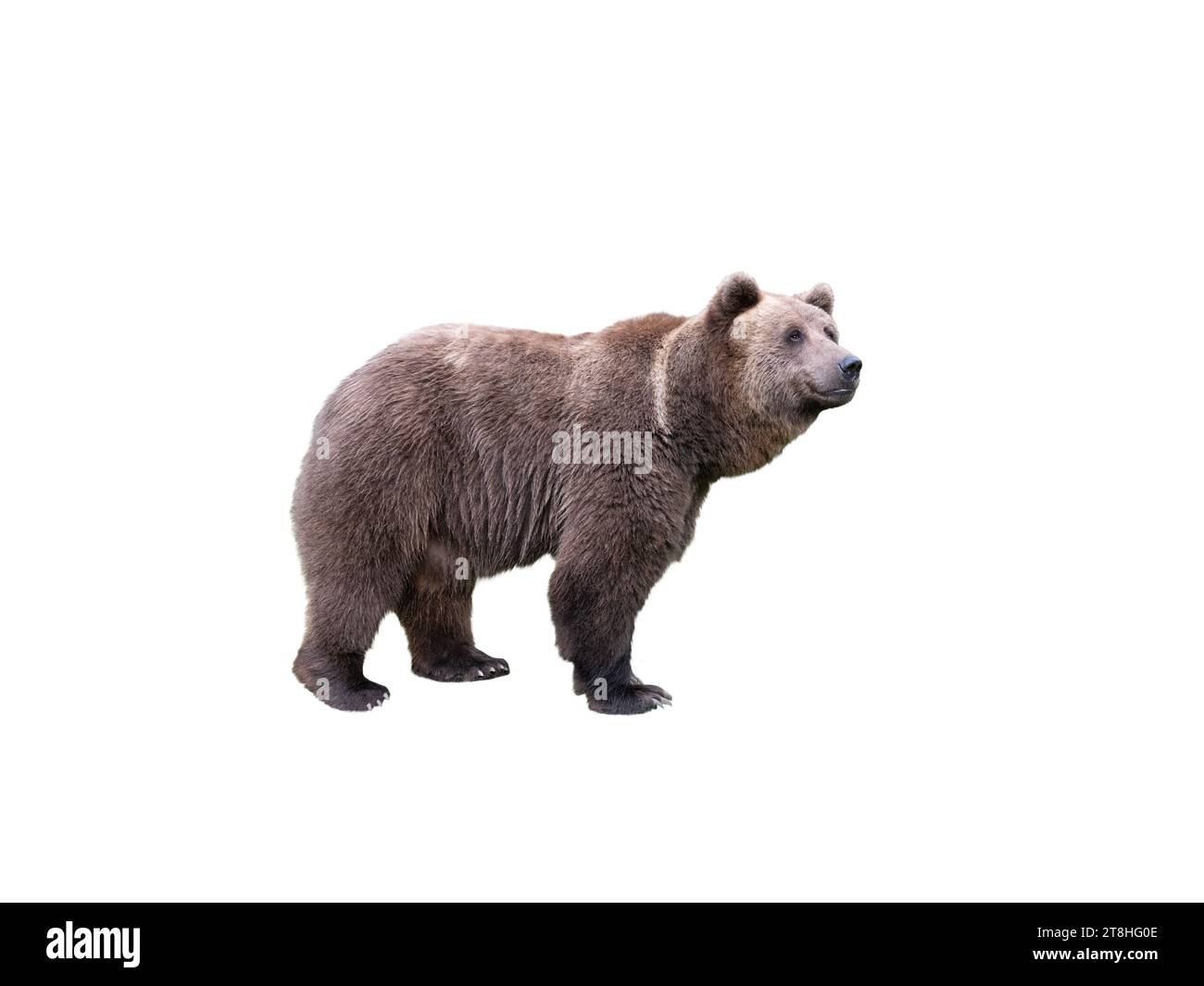 brown bear isolated on white background Stock Photo