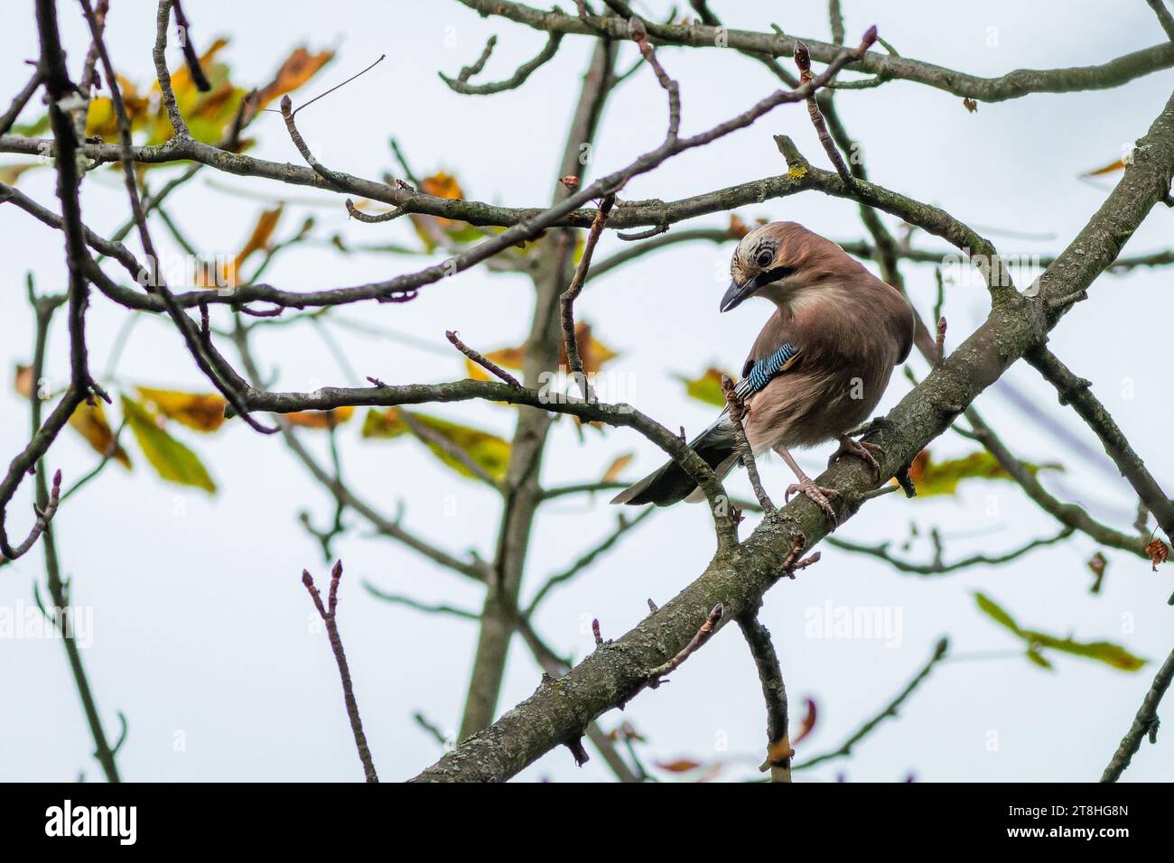 The Eurasian jay perching on a branch. Yellow, green and orange leaves in the background. Stock Photo