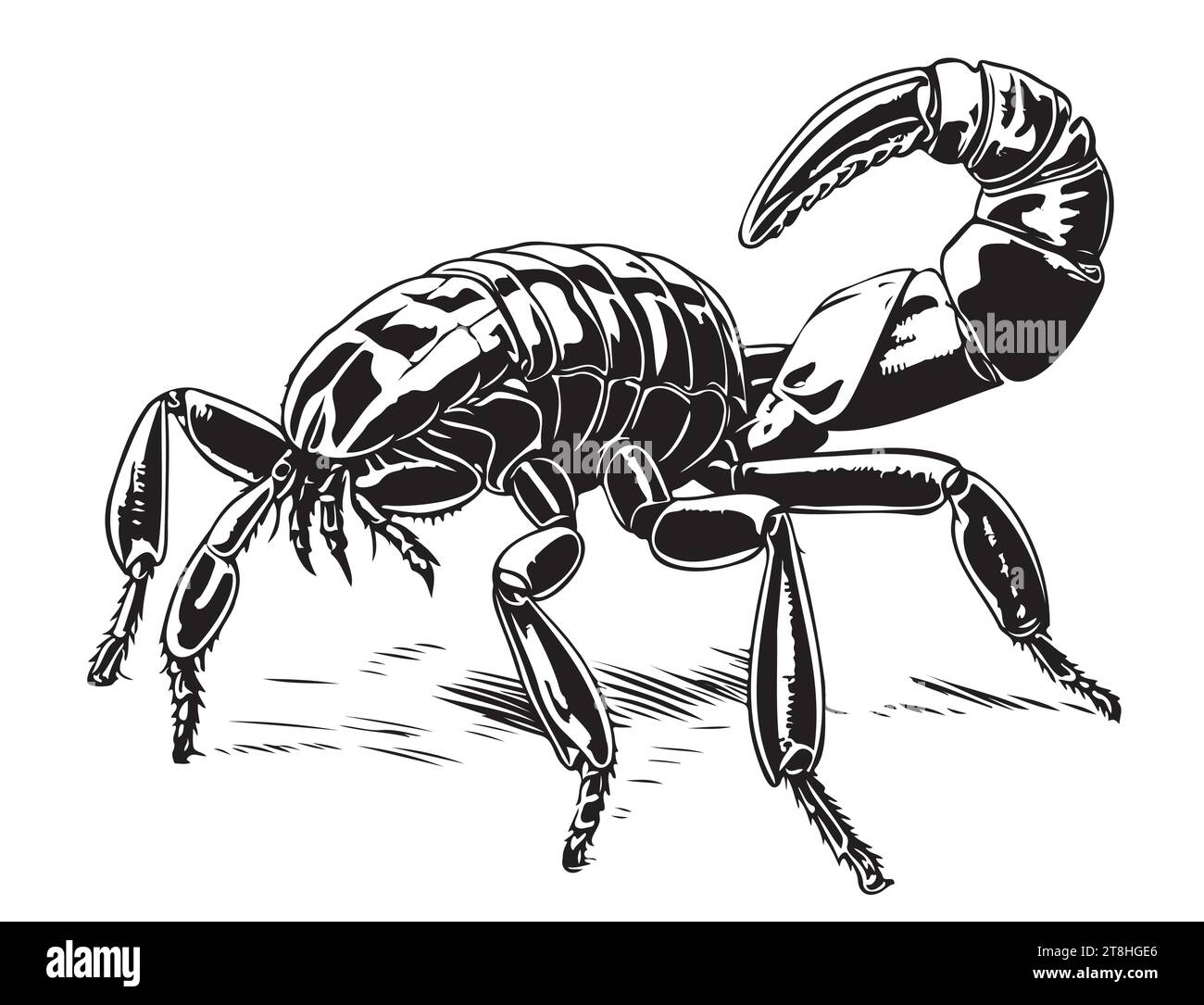 Hand drawn sketch of scorpion. Retro realistic animal isolated. Vintage tattoo. Doodle line graphic design. Tattoo design. Black and white drawing scorpion. Vector illustration. Stock Vector
