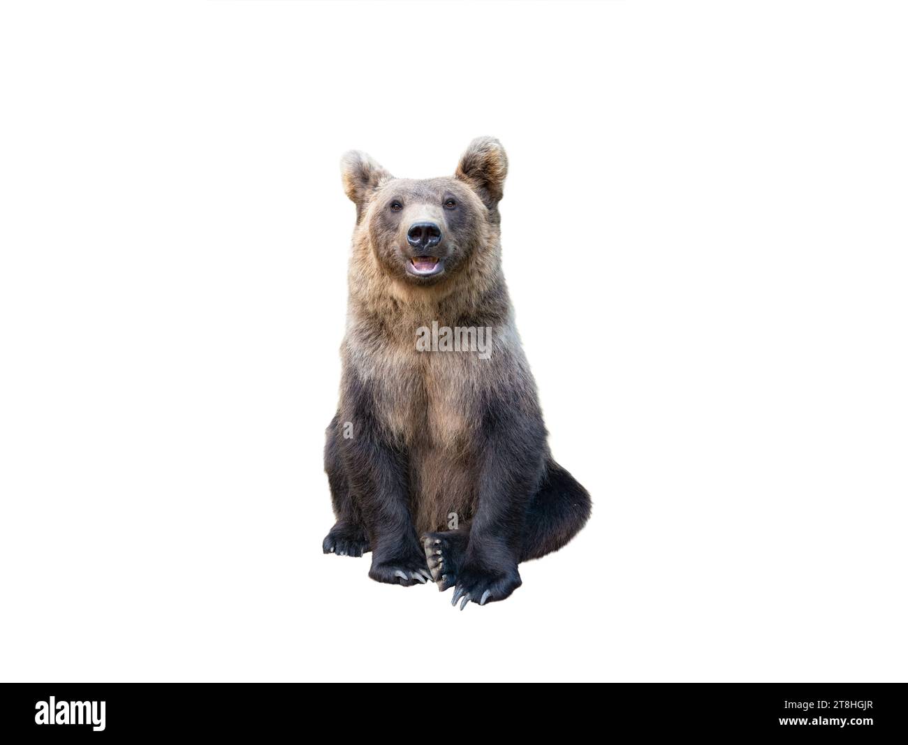 brown bear isolated on white background Stock Photo
