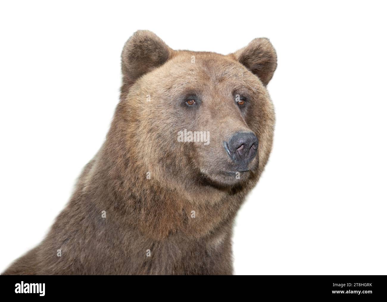 brown bear portrait isolated on white background Stock Photo - Alamy