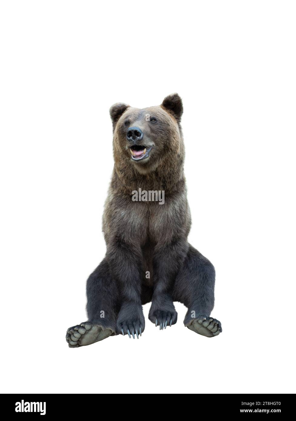 brown bear isolated on white background Stock Photo - Alamy