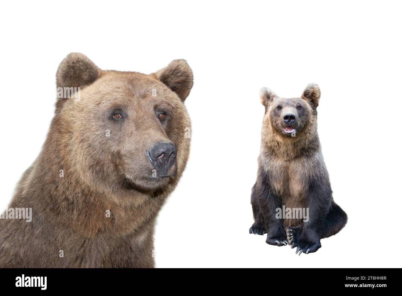 brown bear portrait isolated on white background Stock Photo - Alamy