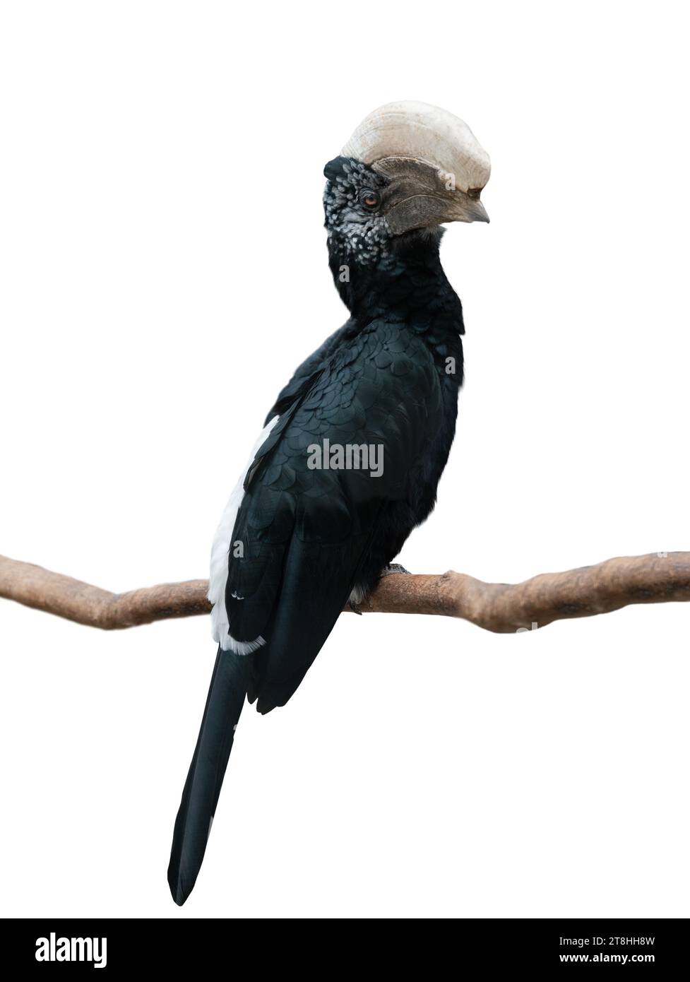 silvery cheeked hornbill isolated on white background Stock Photo