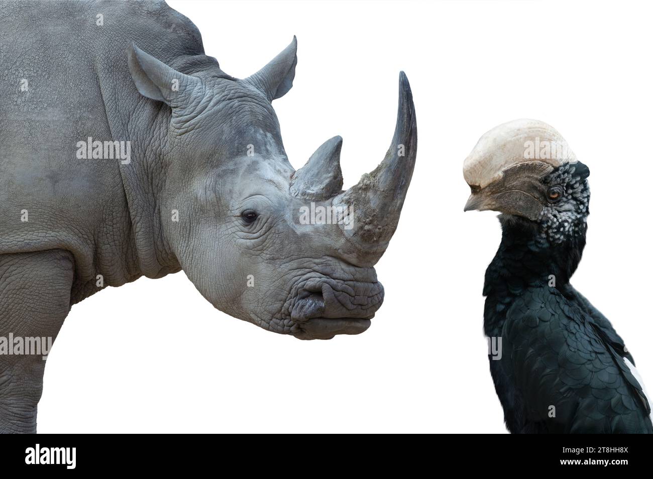 portrait white rhino and silvery cheeked hornbill  isolated on white background Stock Photo