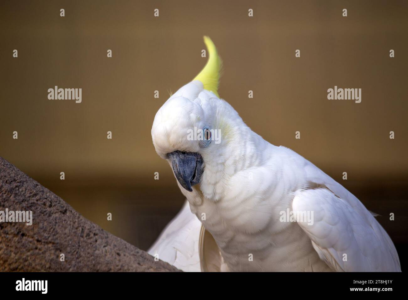 A magnificent Yellow-crested Cockatoo, its distinctive yellow crest and vibrant white plumage standing out against the vibrant greenery of its native Stock Photo