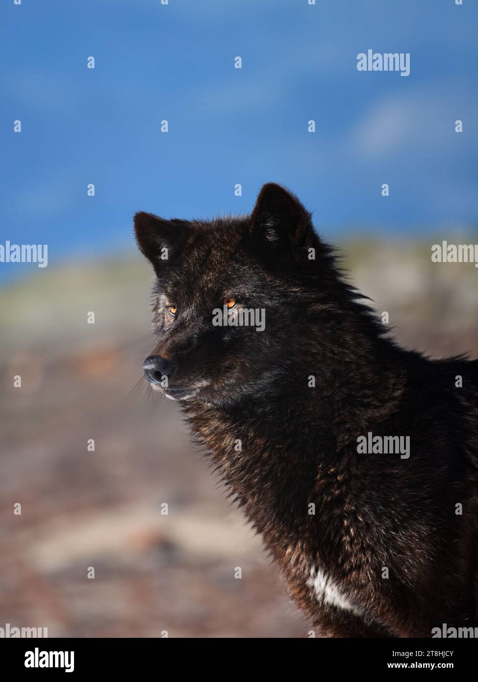 portrait of a Canadian black wolf against the sky Stock Photo Alamy