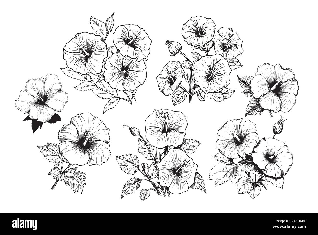 Collection set of morning glory flower and leaves drawing illustration. for pattern, logo, template, banner, posters, invitation and greeting card design. Stock Vector