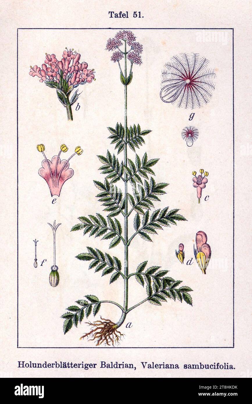 Valeriana sambucifolia Sturm51. Stock Photo