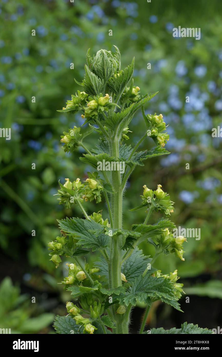 Natural vertical closeup on a flowering Yellow Figwort or Great Orme , Scrophularia vernalis in the garden Stock Photo