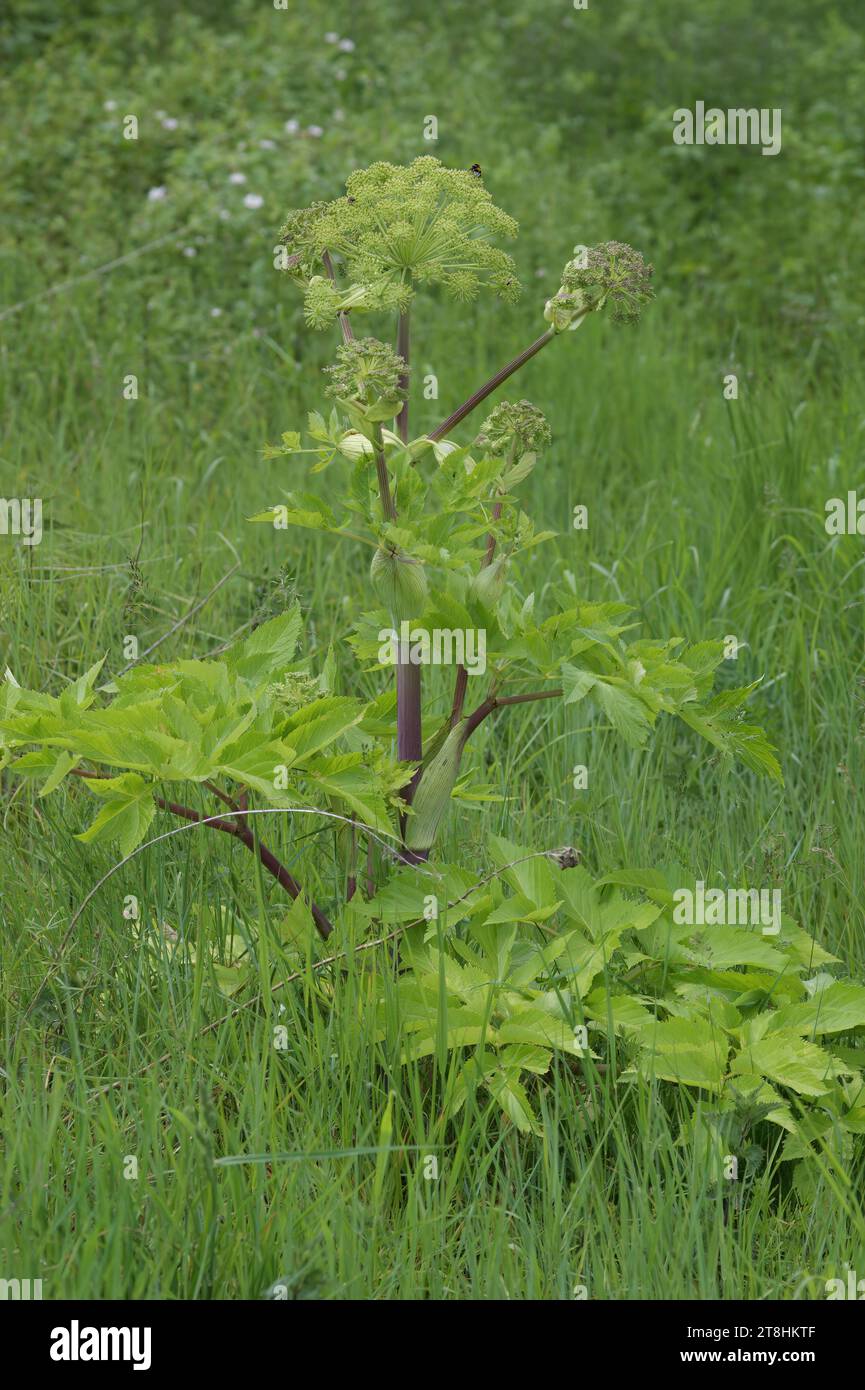 Natural vertical closeup on the short-lived European Wild Angelica sylvestris in green vegetation Stock Photo