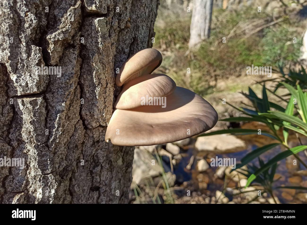 The Pleurotus ostreatus, the oyster mushroom, oyster fungus, hiratake, or pearl oyster mushroom is a common edible mushroom.  It is one of the more co Stock Photo